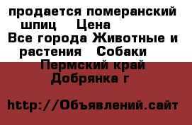 продается померанский шпиц  › Цена ­ 35 000 - Все города Животные и растения » Собаки   . Пермский край,Добрянка г.